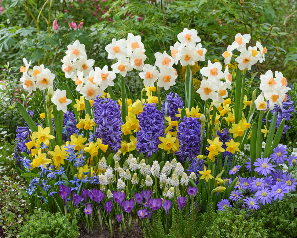 Narcissus 'Kapiti Peach'