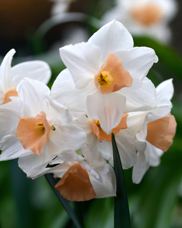 Narcissus 'Kapiti Peach'