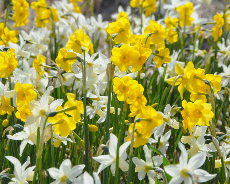 Narcissus 'Kokopelli'