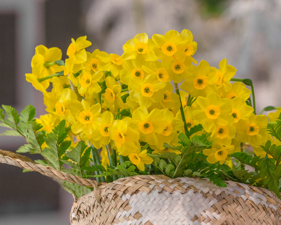 Narcissus 'Kokopelli'