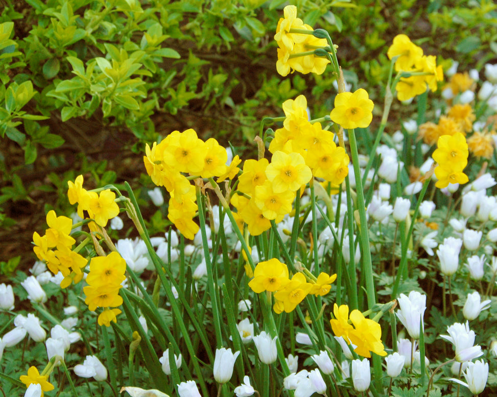 Narcissus 'Kokopelli'