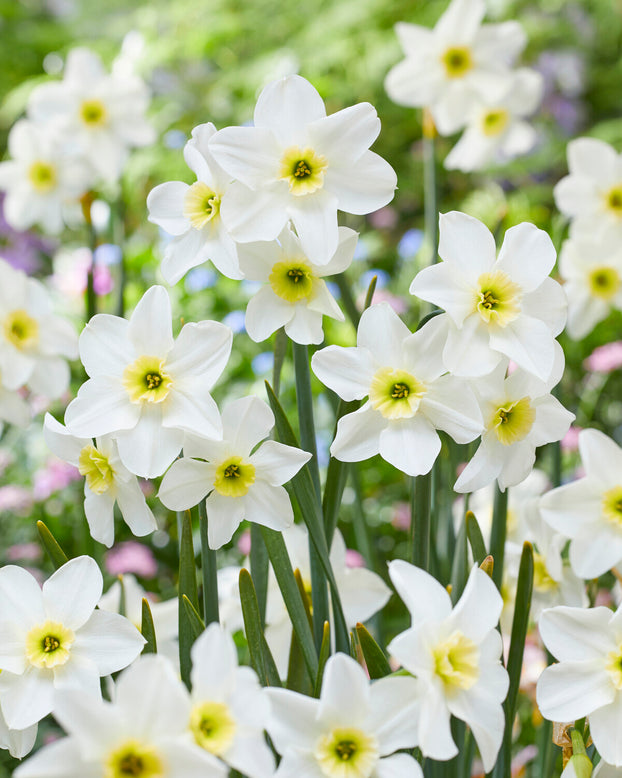 Narcissus 'Lieke'