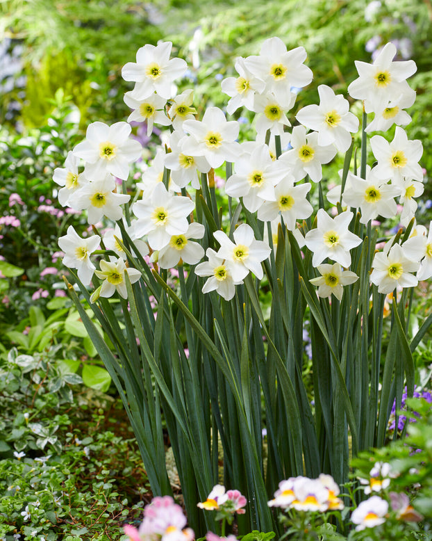 Narcissus 'Lieke'