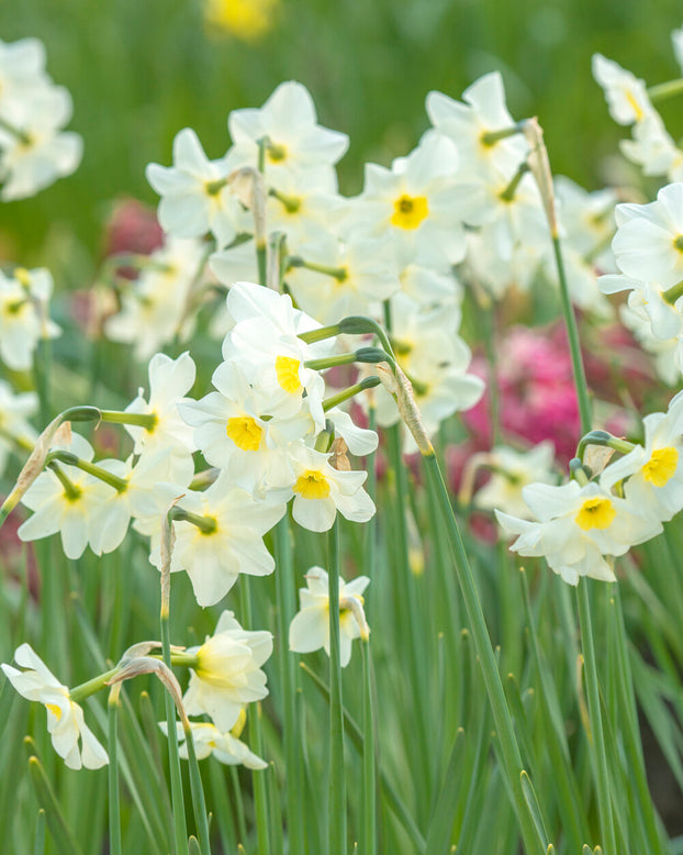 Narcissus 'Lieke'