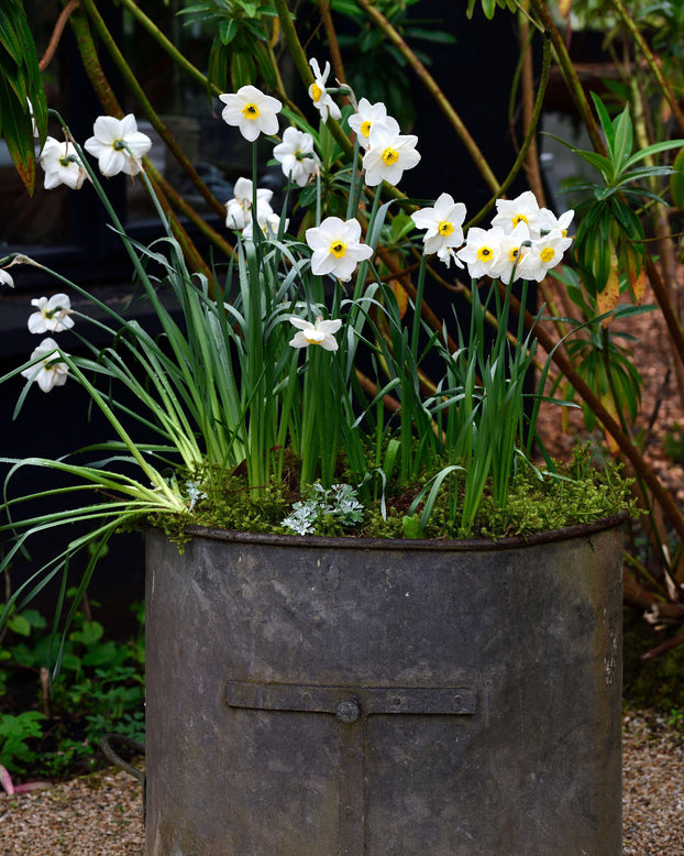 Narcissus 'Lieke'
