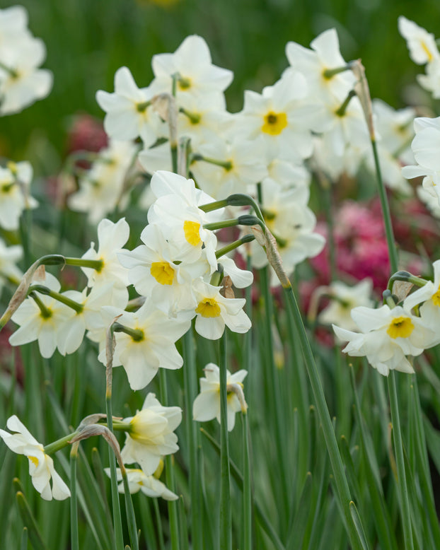 Narcissus 'Lieke'