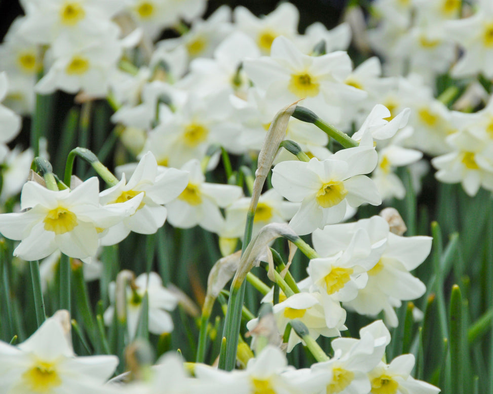 Narcissus 'Lieke'