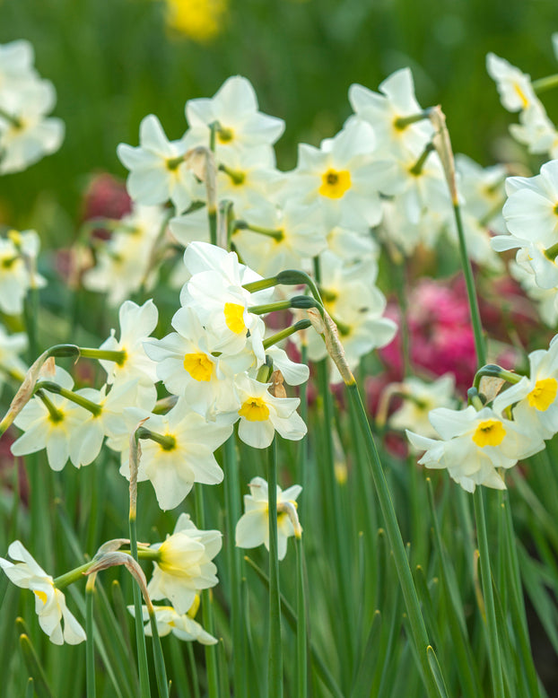 Narcissus 'Lieke'