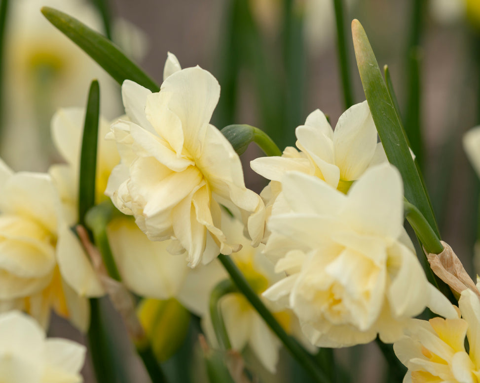 Narcissus 'Little Kiwi'