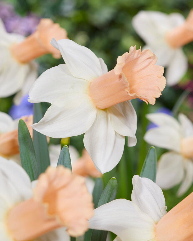 Narcissus 'Llanfair'