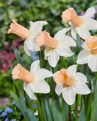 Narcissus 'Llanfair' Narcissus 'Llanfair'