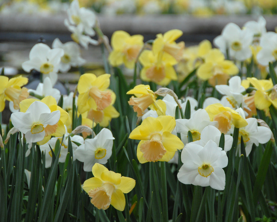 Narcissus 'Lorikeet'