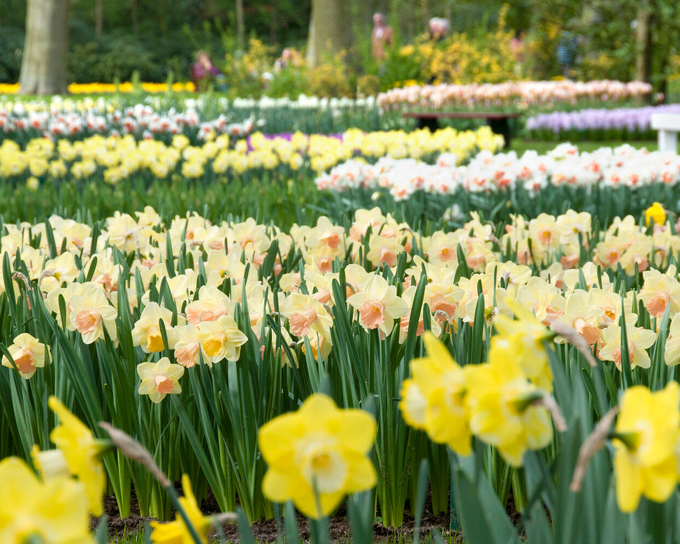 Narcissus 'Lorikeet'