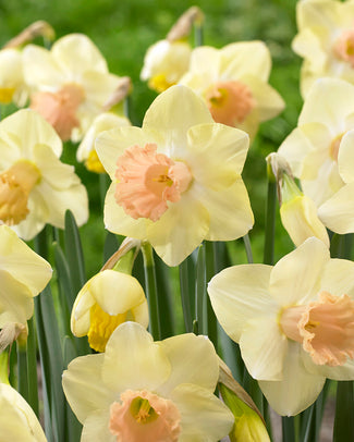 Narcissus 'Lorikeet' Narcissus 'Lorikeet'
