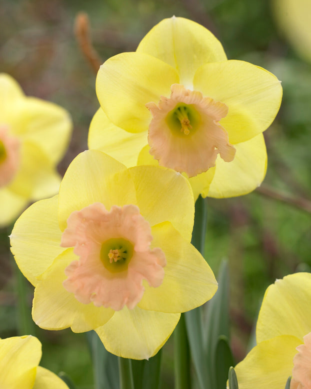 Narcissus 'Lorikeet'