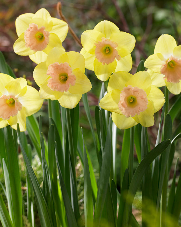 Narcissus 'Lorikeet'