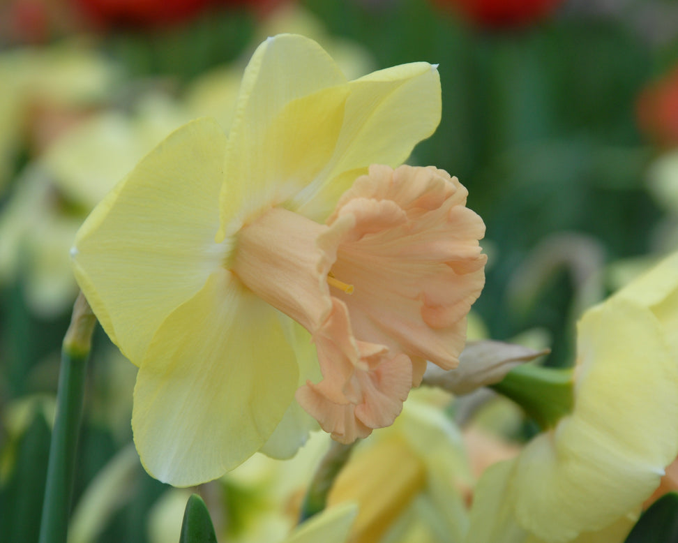 Narcissus 'Lorikeet'