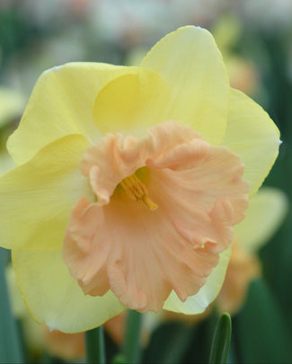Narcissus 'Lorikeet' Narcissus 'Lorikeet'