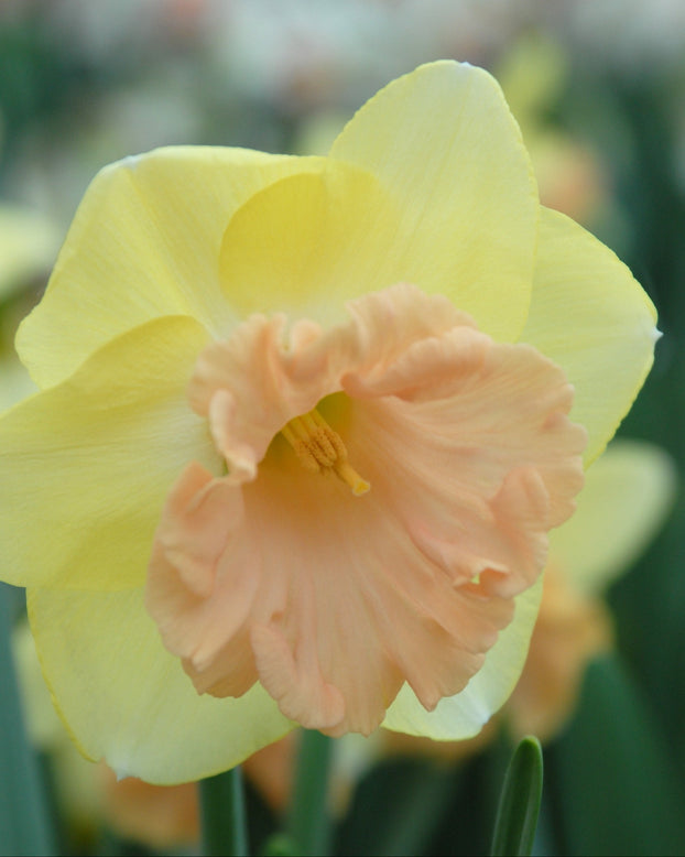 Narcissus 'Lorikeet'