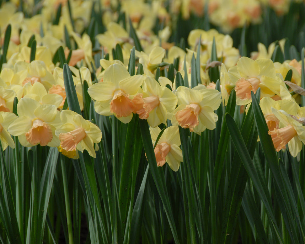 Narcissus 'Lorikeet'