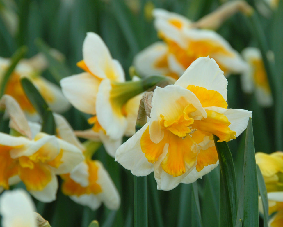 Narcissus 'Love Call'