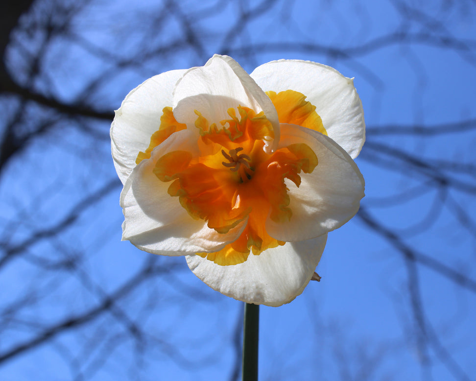 Narcissus 'Love Call'