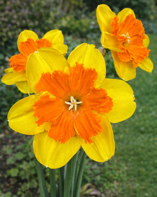 Narcissus 'Marion Pearce' Narcissus 'Marion Pearce'