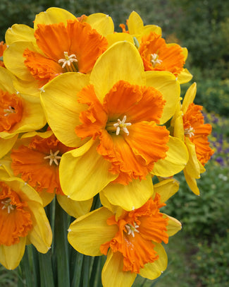 Narcissus 'Marion Pearce' Narcissus 'Marion Pearce'
