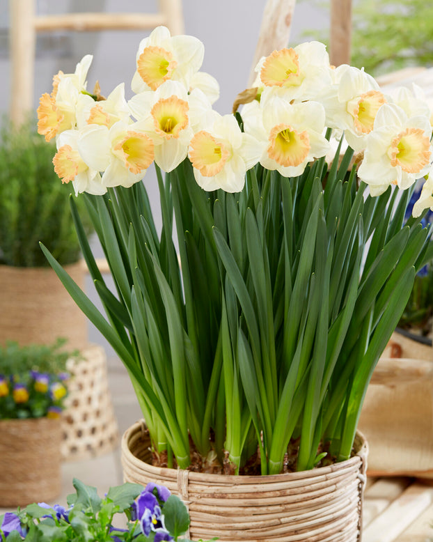 Narcissus 'Martha Stewart'