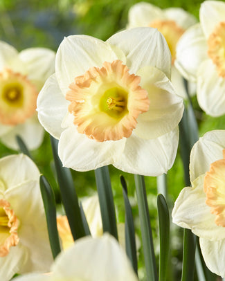 Narcissus 'Martha Stewart' Narcissus 'Martha Stewart'
