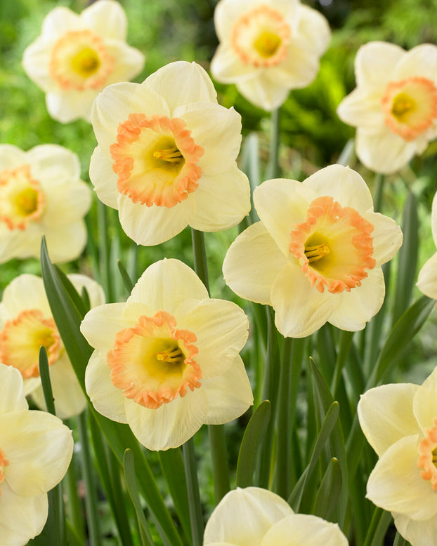 Narcissus 'Martha Stewart'
