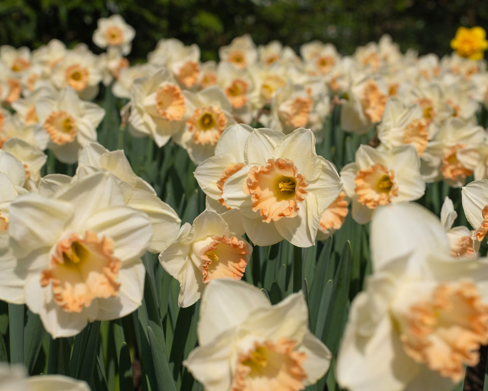 Narcissus 'Martha Stewart'
