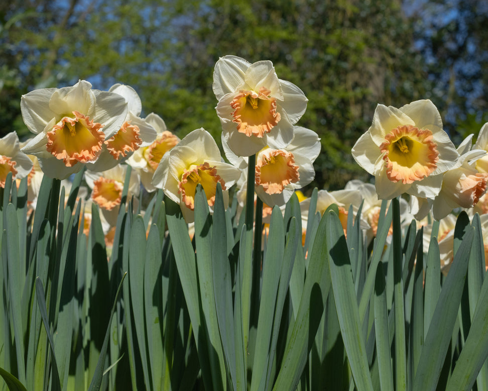 Narcissus 'Martha Stewart'