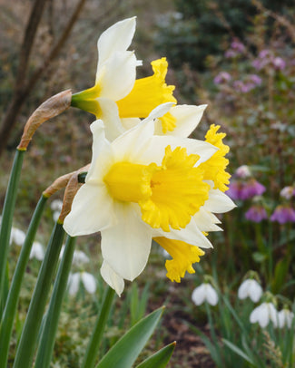 Narcissus 'Melyor' Narcissus 'Melyor'