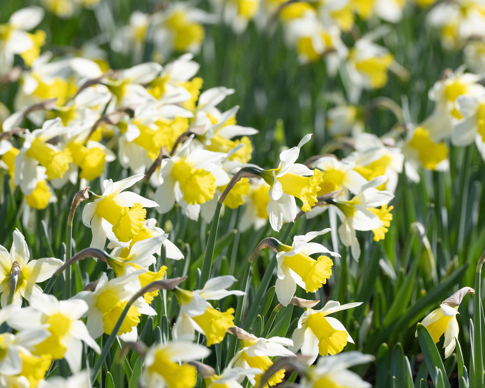 Narcissus 'Melyor'