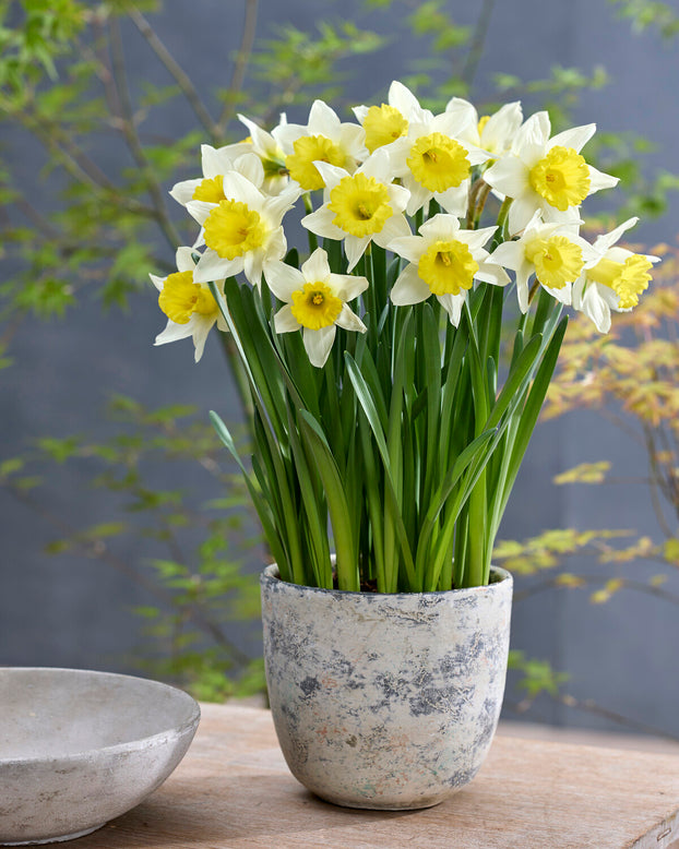 Narcissus 'Melyor'