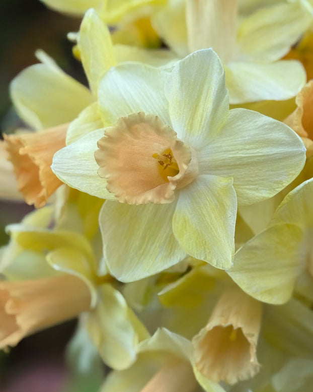 Narcissus 'Memento'