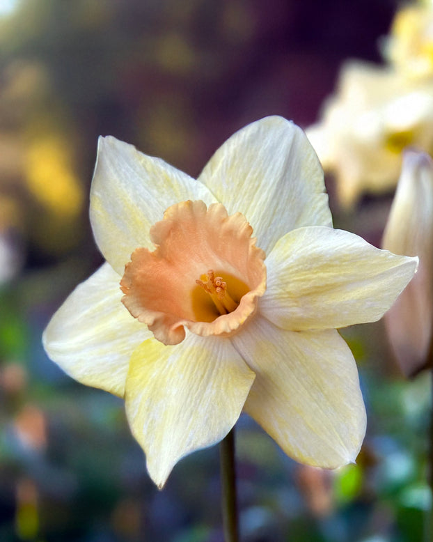 Narcissus 'Memento'