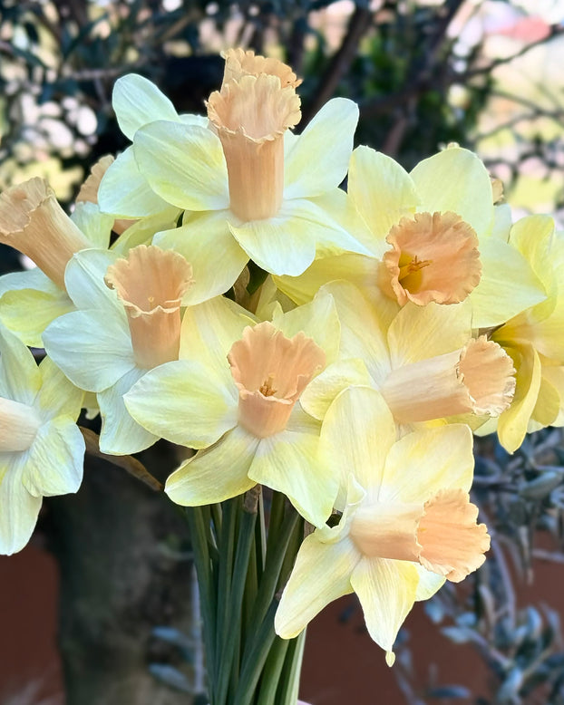 Narcissus 'Memento'
