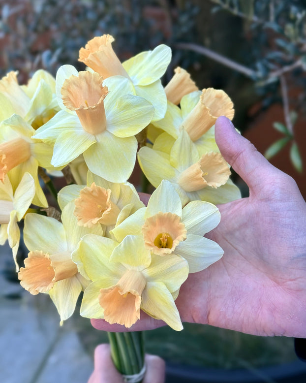 Narcissus 'Memento'