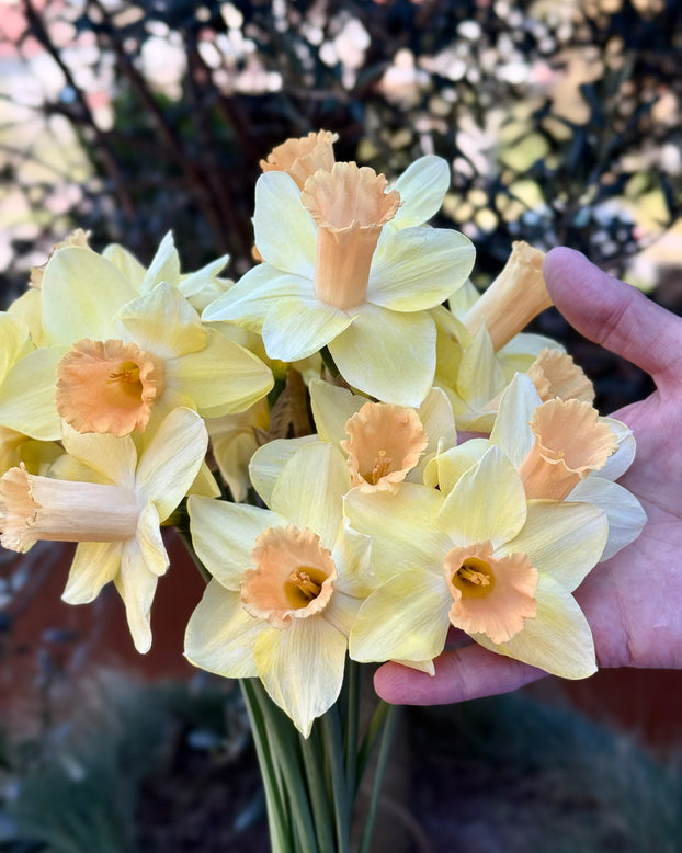 Narcissus 'Memento'