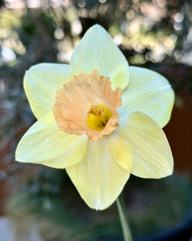 Narcissus 'Memento'