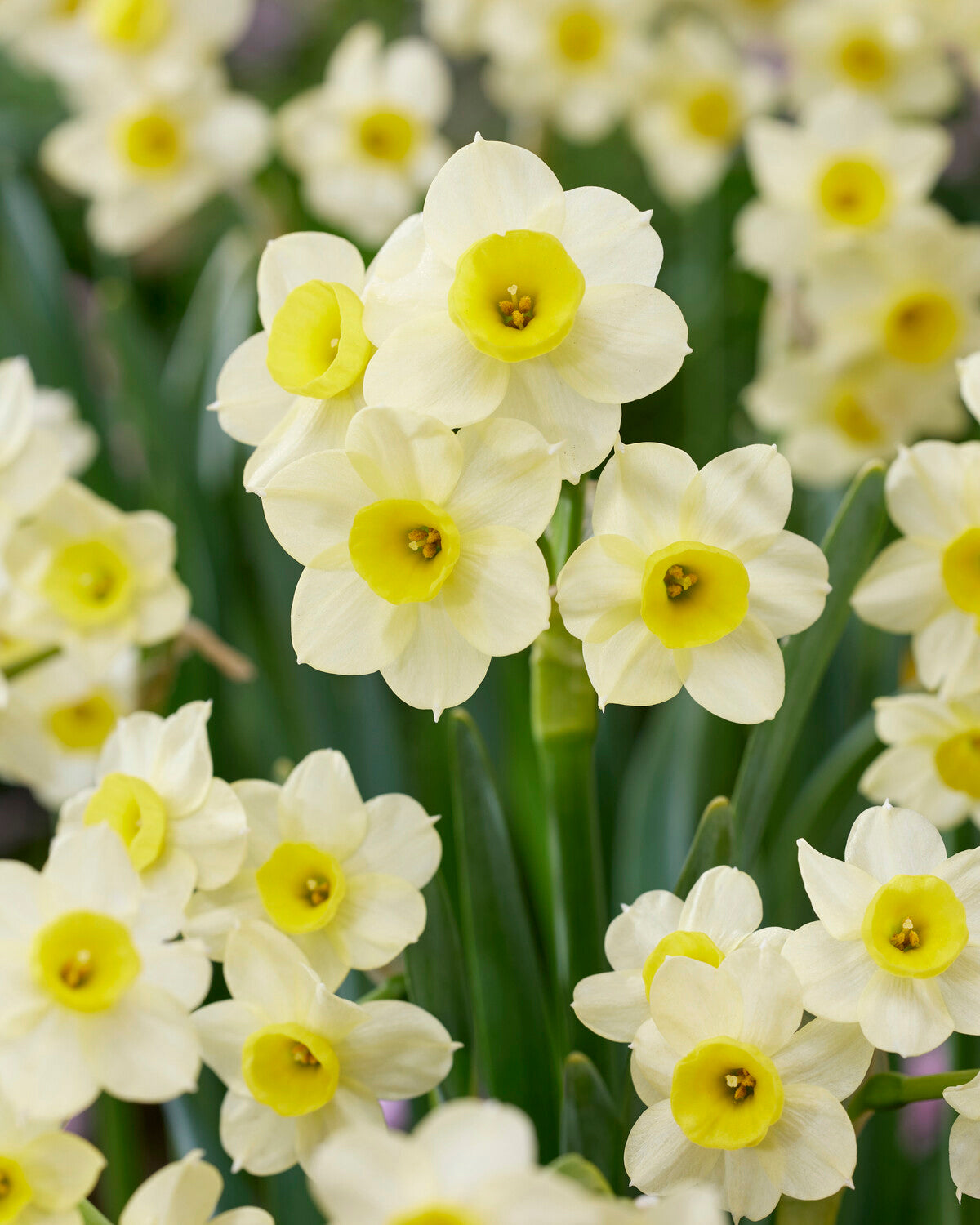 Narcissus