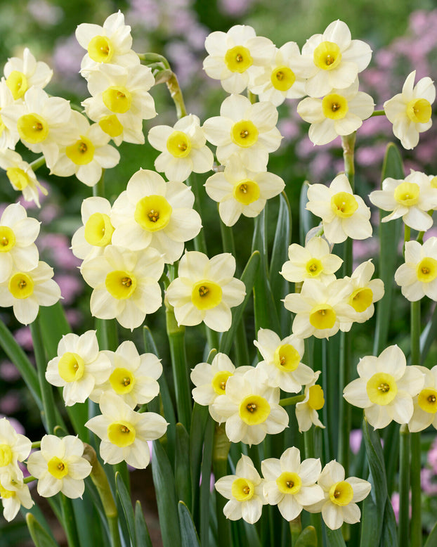 Narcissus 'Minnow'