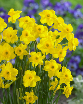 Narcissus 'More and More' Narcissus 'More and More'