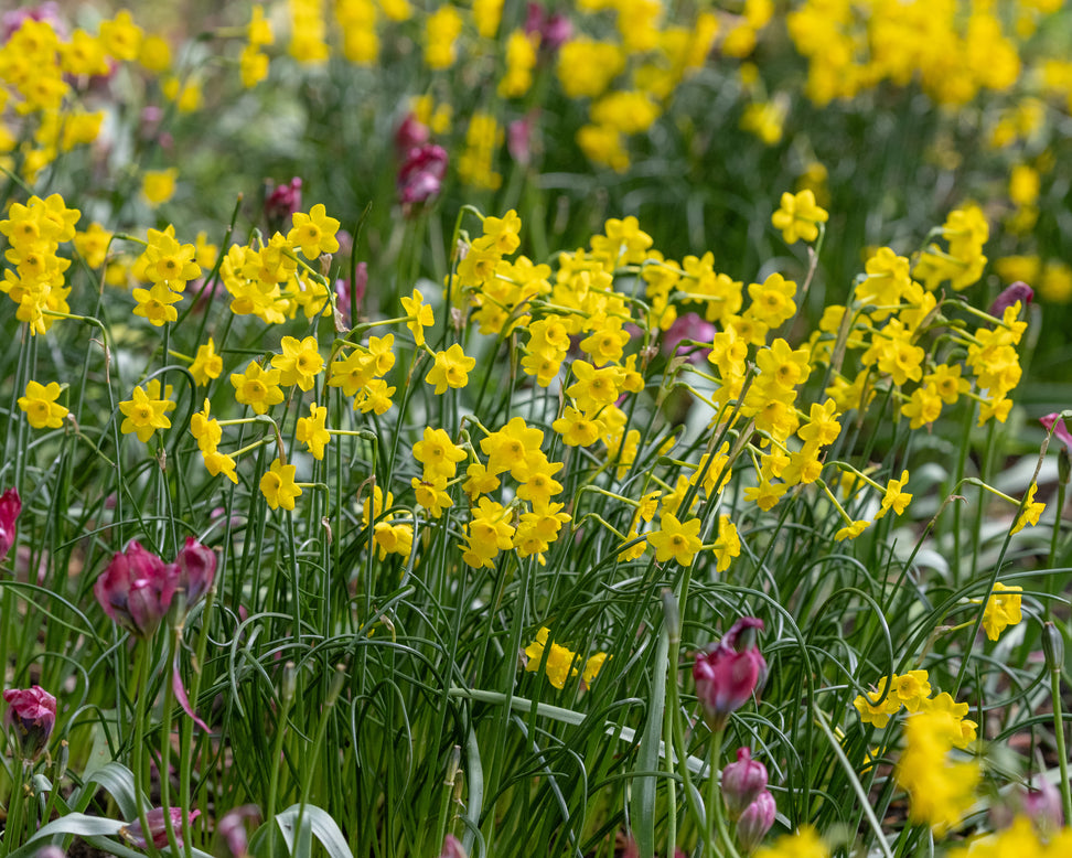 Narcissus 'More and More'