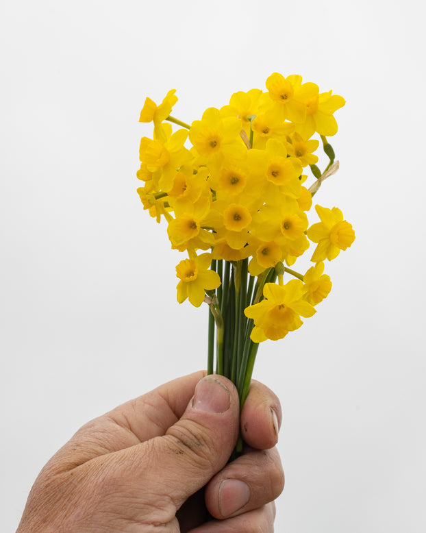 Narcissus 'More and More'