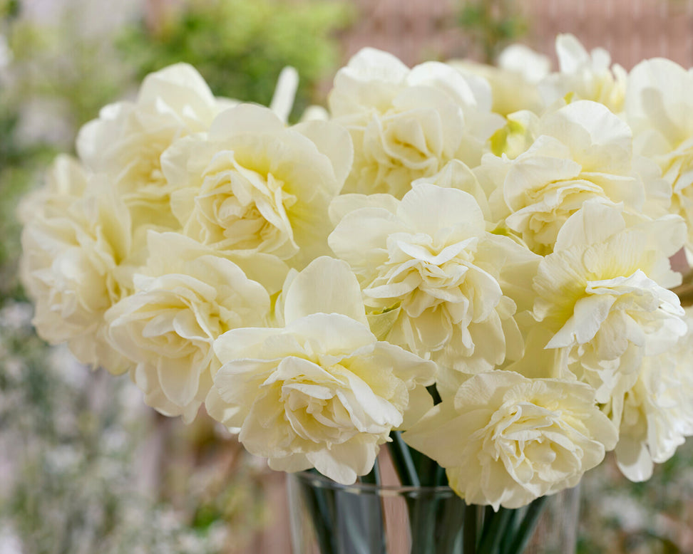 Narcissus 'Obdam'