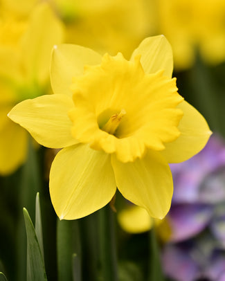 Narcissus obvallaris Narcissus obvallaris