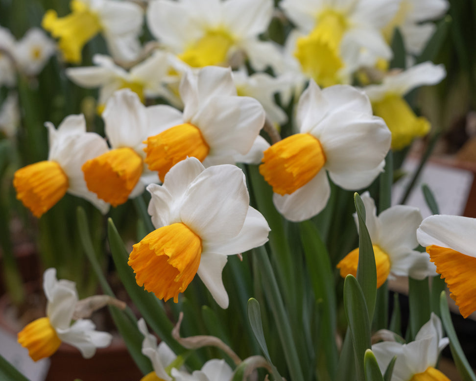 Narcissus 'Orange Comet'
